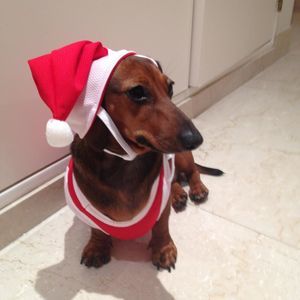 Meet your Posher, Silvina